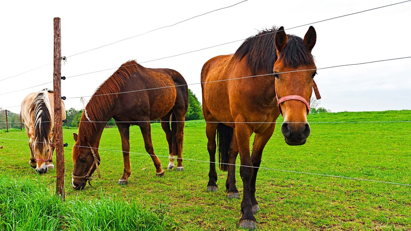electric fence